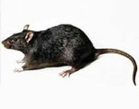 殺老鼠